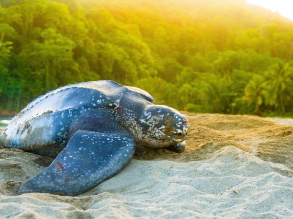 Turtle Nesting Adventures in Tobago