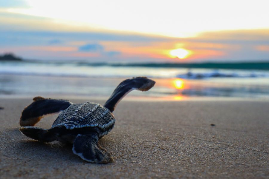 Turtle Nesting Adventures in Tobago